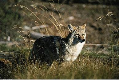 美任官网显示《塞尔达传说 王国之泪》售价69.99美元